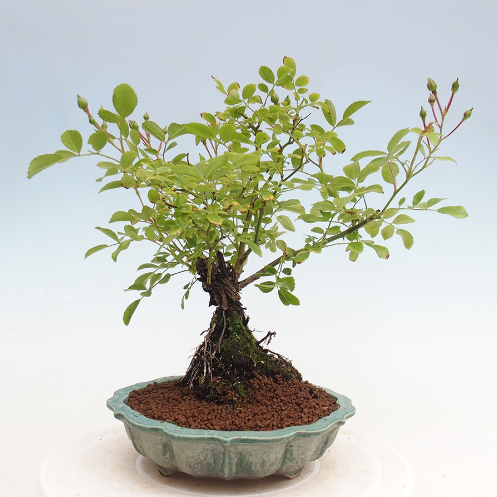 Freilandbonsai - Rosa Kordes -  Rose