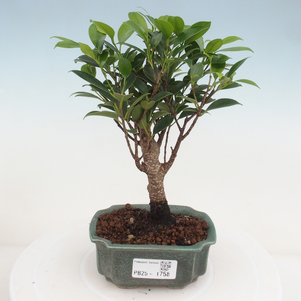 Zimmerbonsai - Kleinblättriger Ficus - Ficus kimmen
