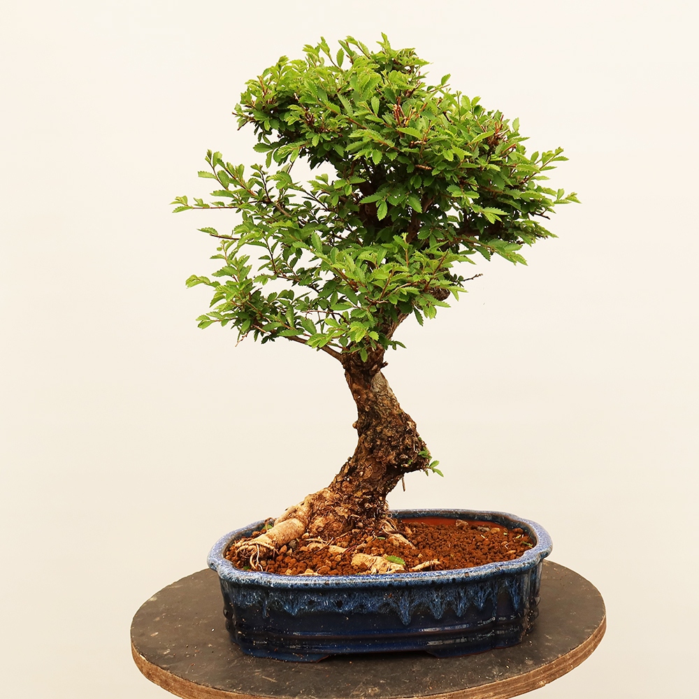 Bonsai im Freien - Zelkova - Zelkova NIRE