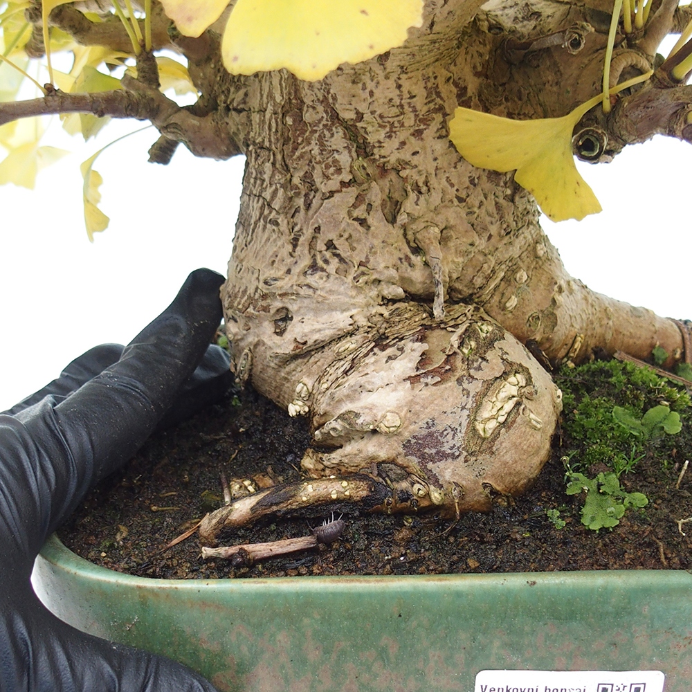 Bonsai im Freien - Ginkgo biloba