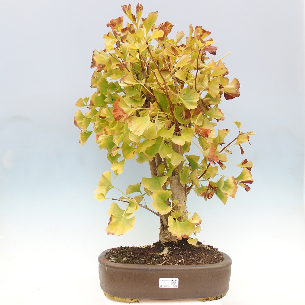 Bonsai im Freien - Ginkgo biloba