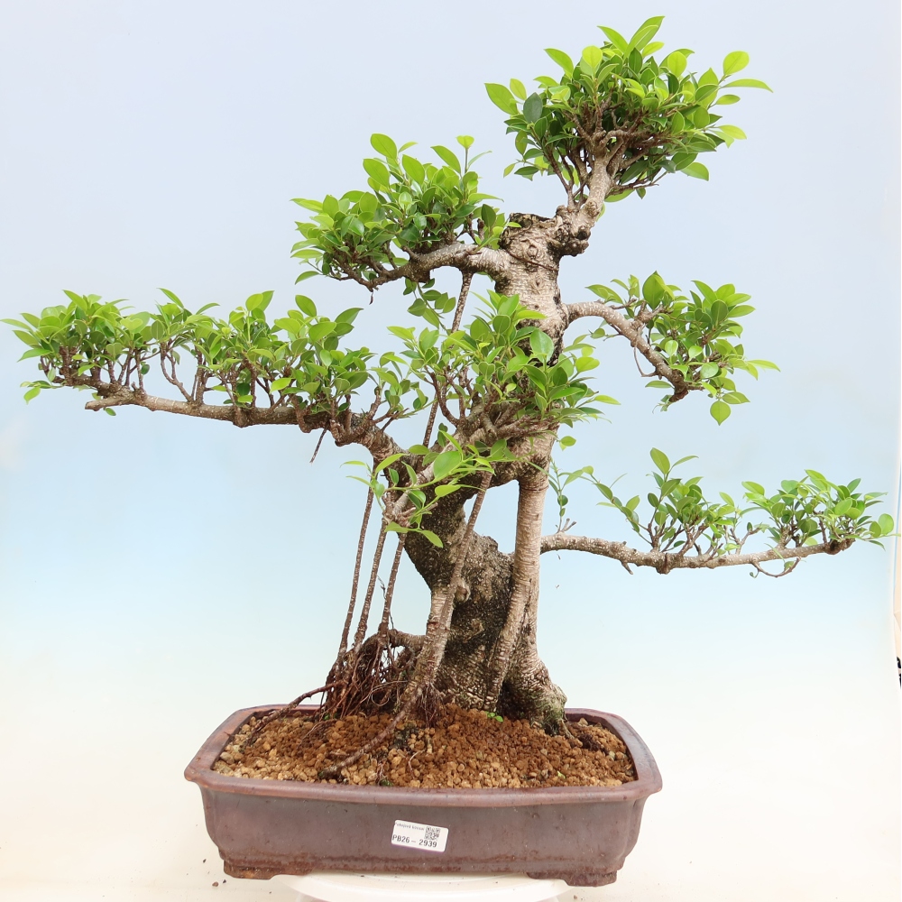 Zimmerbonsai - Ficus kimmen - Kleinblättriger Ficus