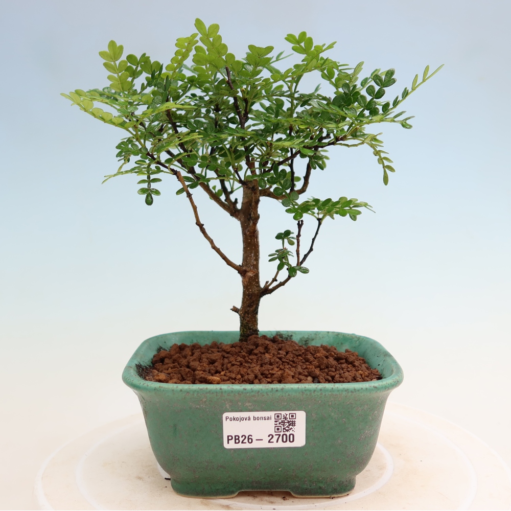 Zimmer Bonsai - Zantoxylum piperitum - Pfefferbaum