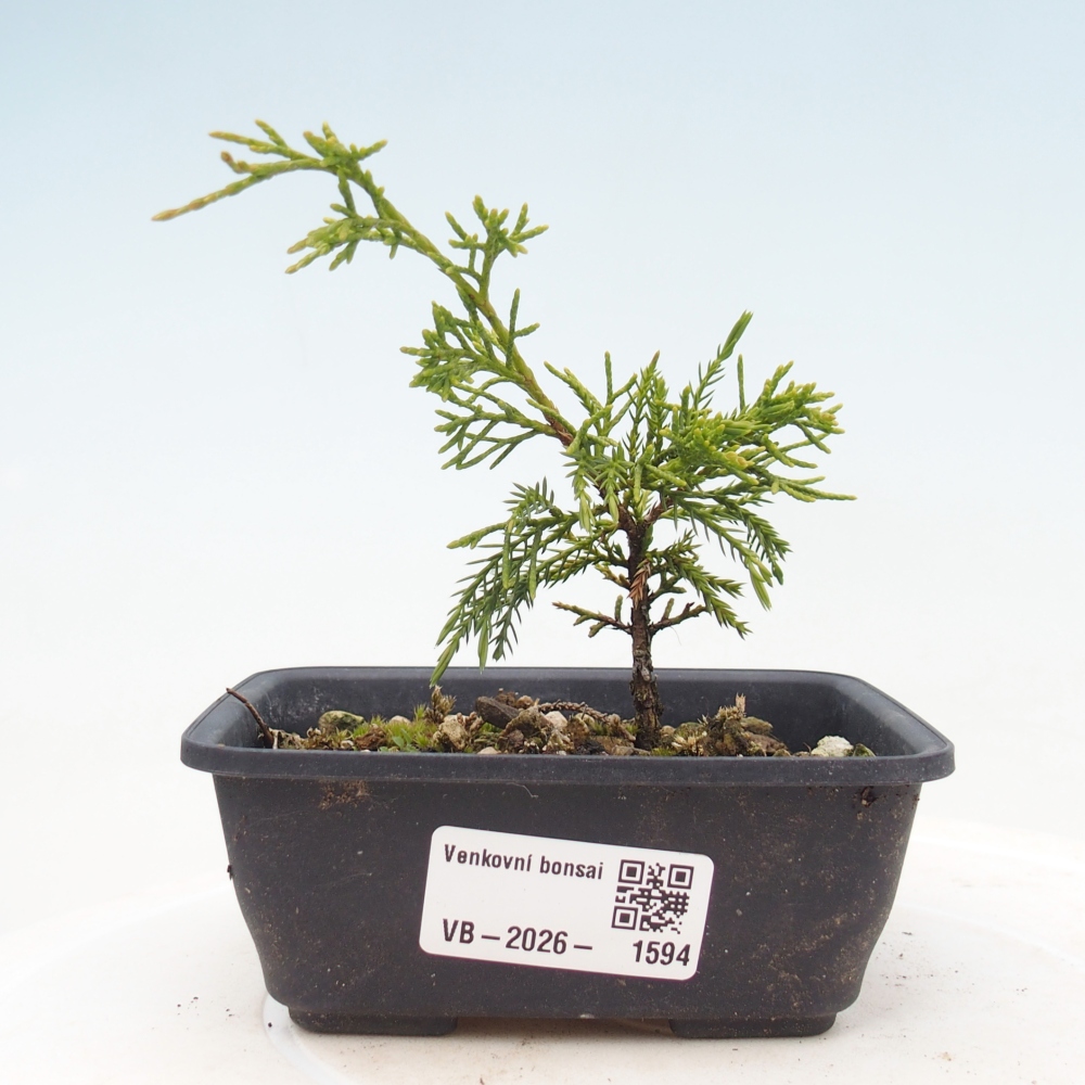 Bonsai für draußen - Juniperus chinensis Itoigawa