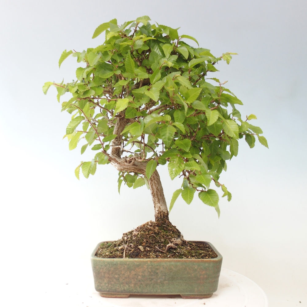 Bonsai für draußen -Carpinus CARPINOIDES - Koreanische Hainbuche