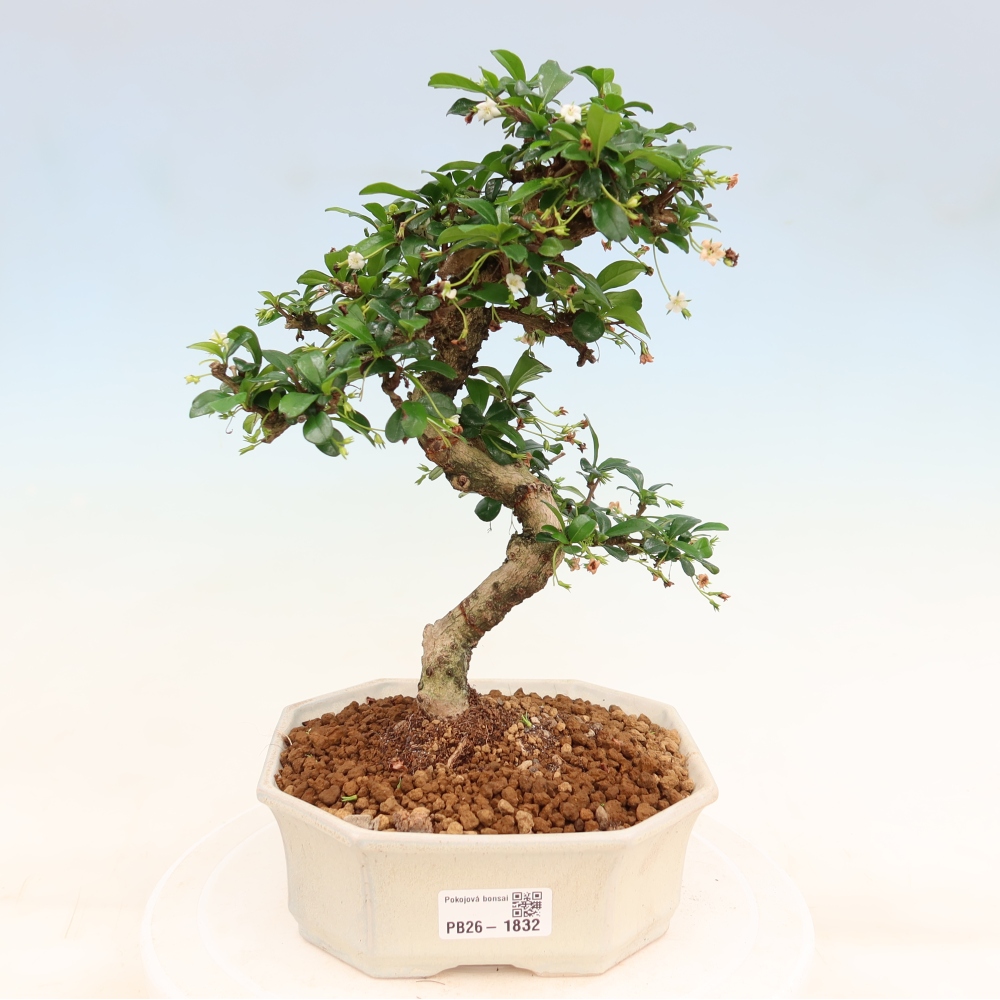 Zimmer-Bonsai - Carmona macrophylla - Tee-Fuki