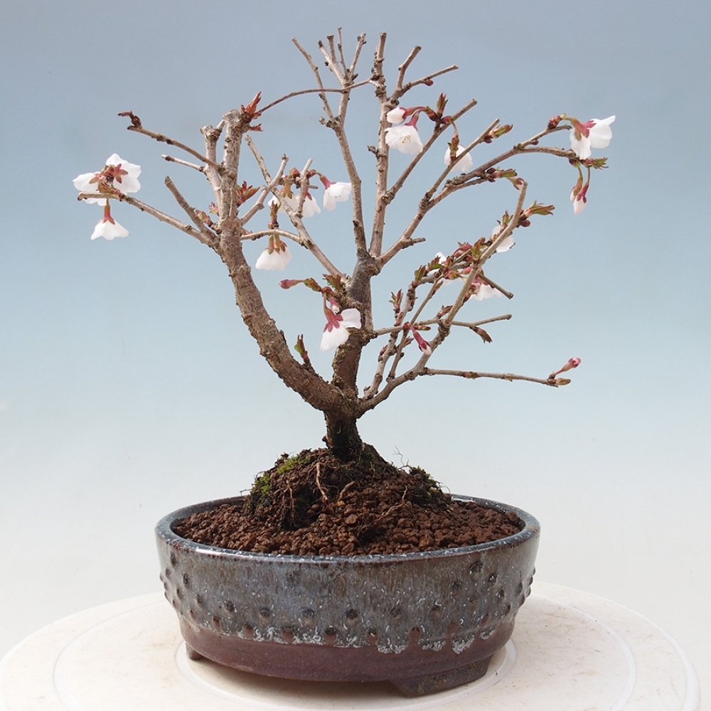 Bonsai im Freien - Prunus incisa Kojou-no mai-Pflaume geschnitten
