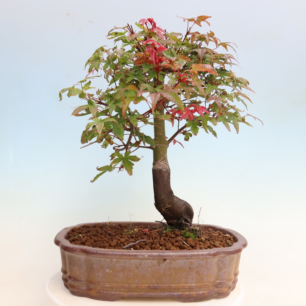 Bonsai für draußen - Acer palmatum DESHOJO