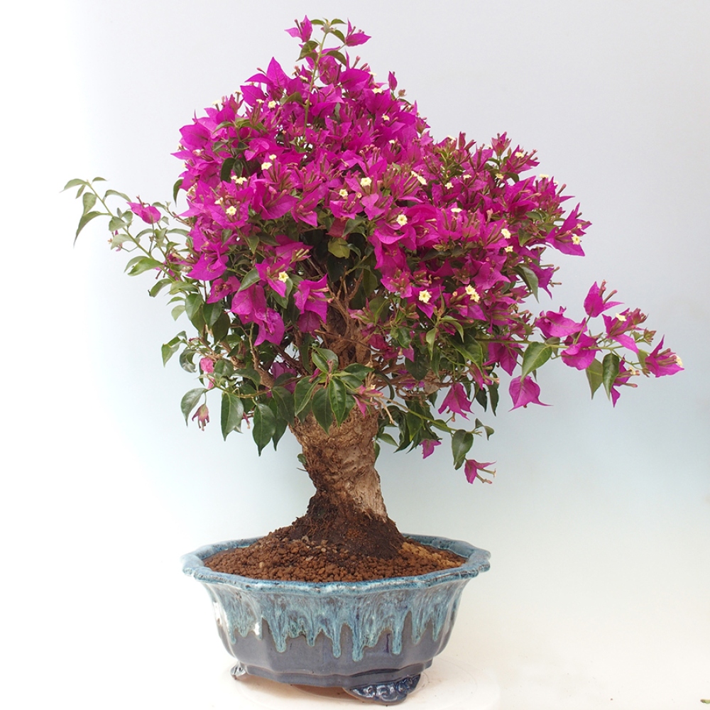Indoor Bonsai - Bouganwilea