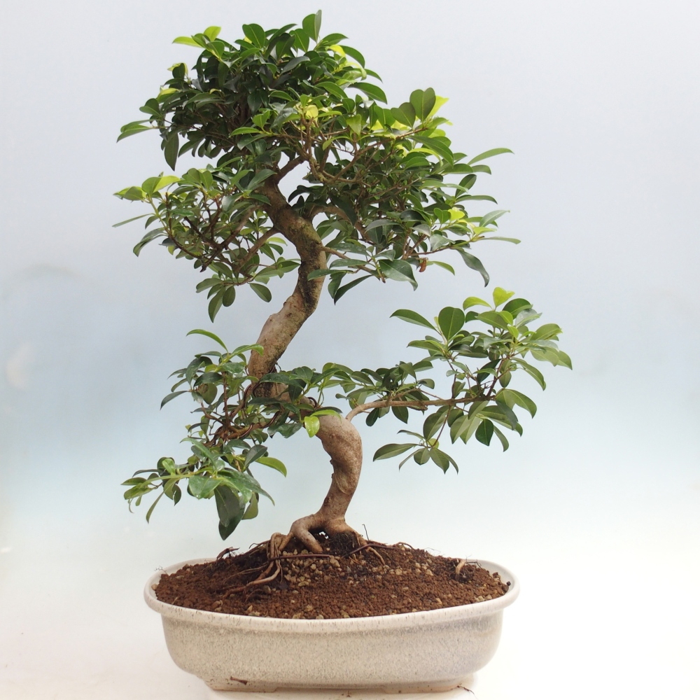 Zimmerbonsai - Australische Kirsche - Eugenia uniflora - NUR PERSÖNLICHE ABHOLUNG oder Palettentransport