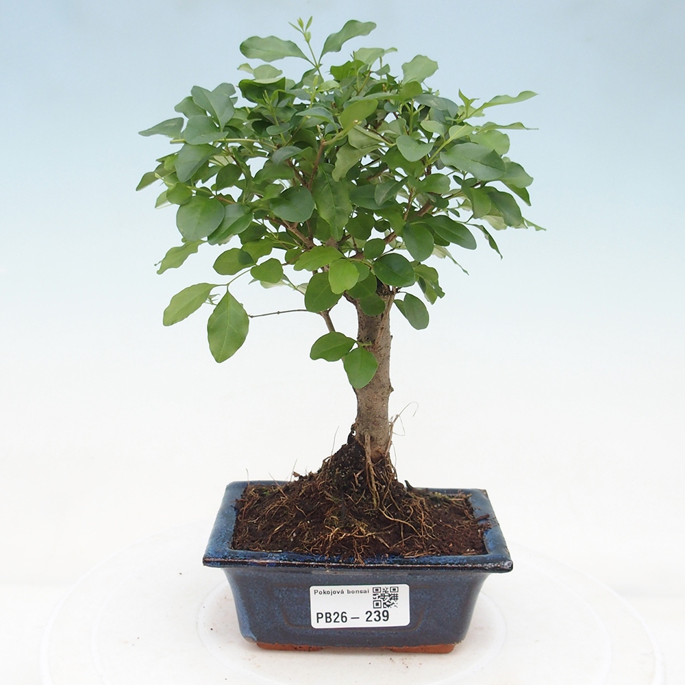 Zimmer Bonsai -Ligustrum chinensis - Vogelschnabel