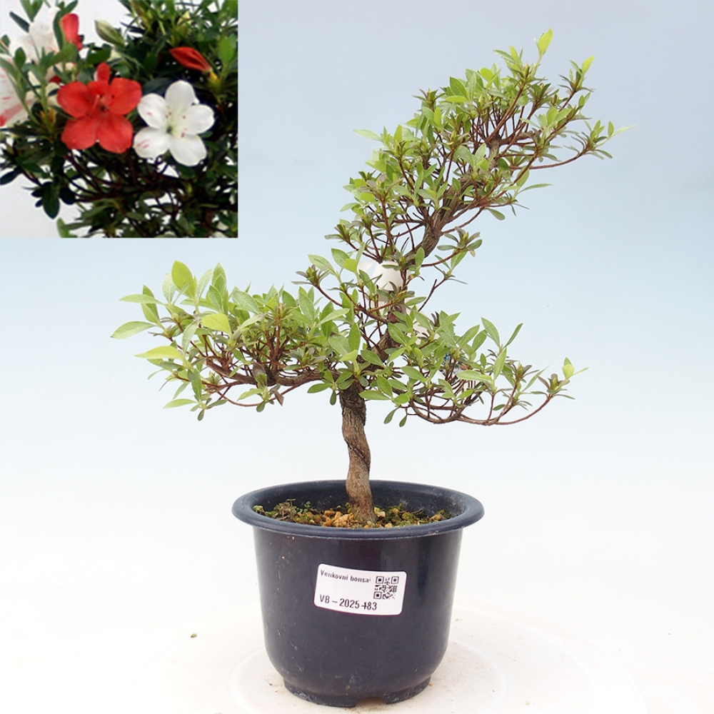 Bonsai im Freien - Japanische Azalee - Azalea Kotaro