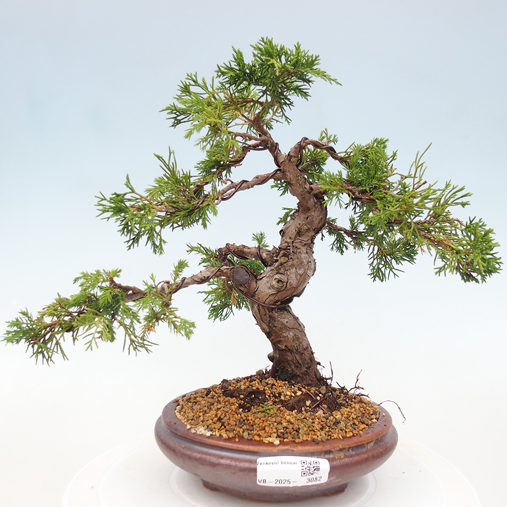 Outdoor bonsai - Juniperus chinensis Itoigawa - Chinese juniper