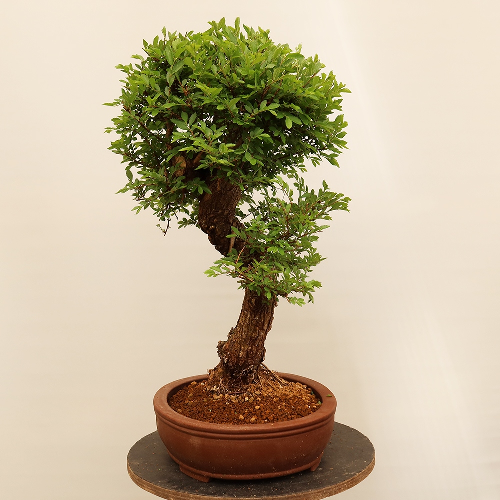 Bonsai im Freien - Zelkova - Zelkova NIRE