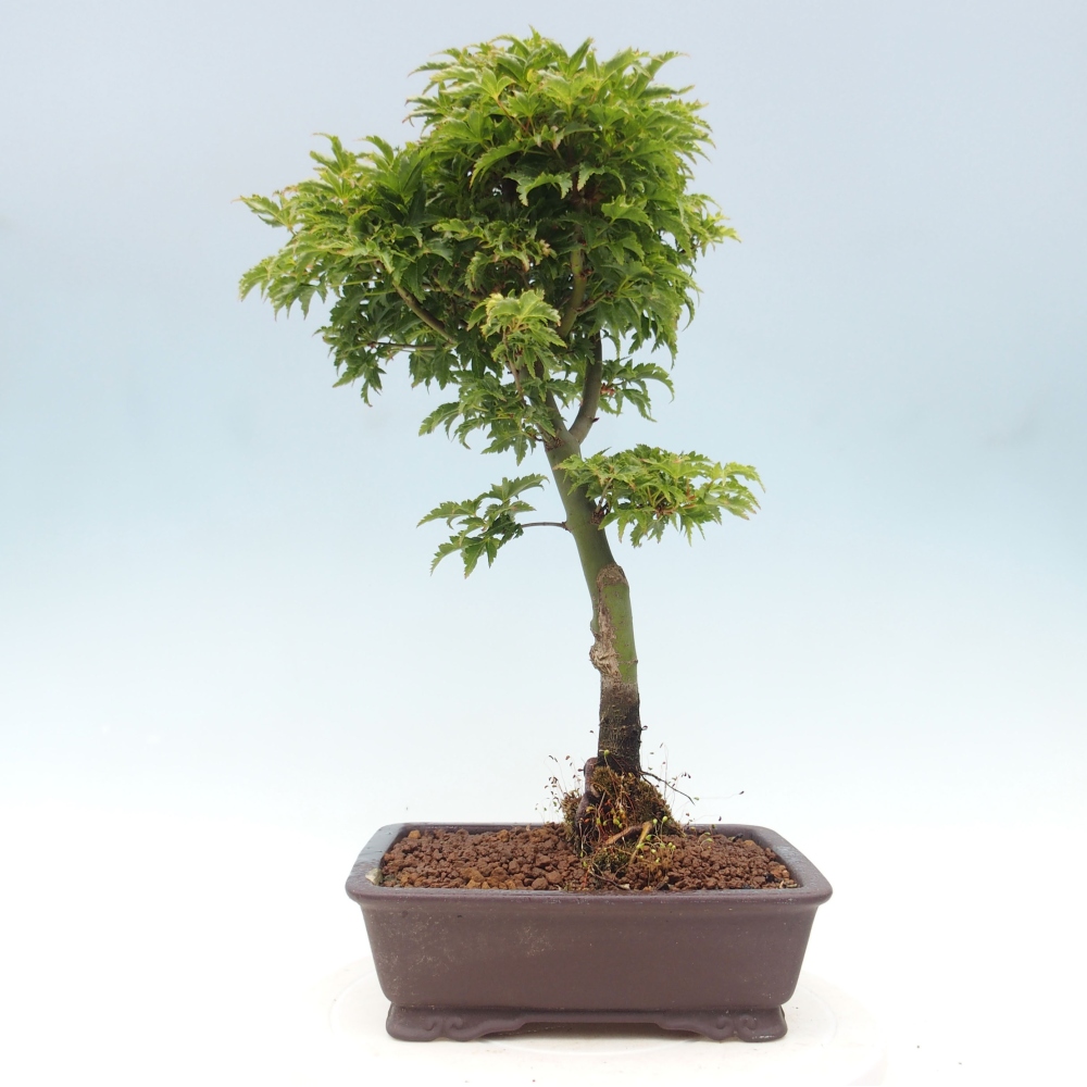 Bonsai im Freien - Acer palmatum Shishigashira-Ahorn