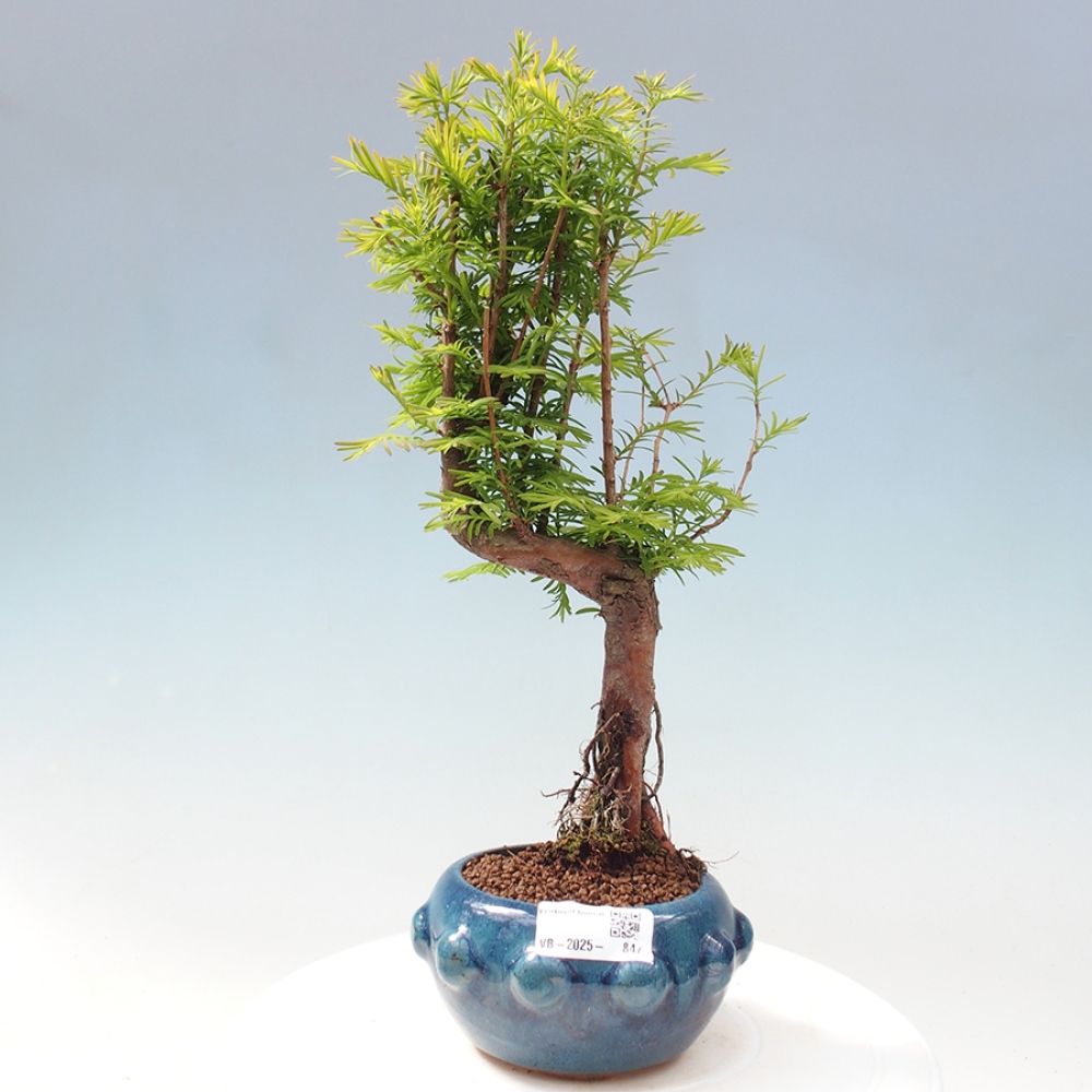 Bonsai im Freien - Metasequoia glyptostroboides - Chinesischer Metasequoia