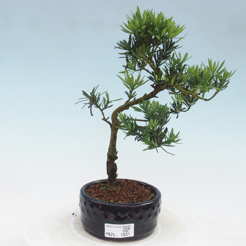 Indoor-Bonsai - Podocarpus - Stein tausend