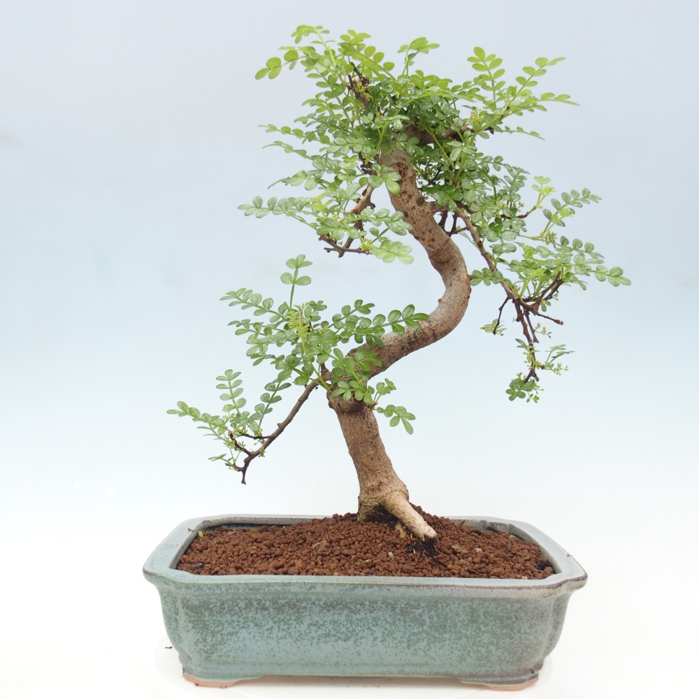 Zimmerbonsai - Zantoxylum piperitum - Pfefferbaum