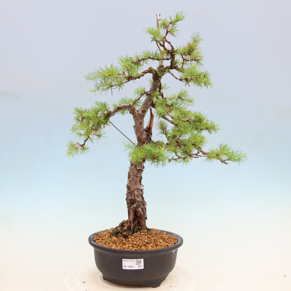 Bonsai für draußen -Larix decidua - Lärche