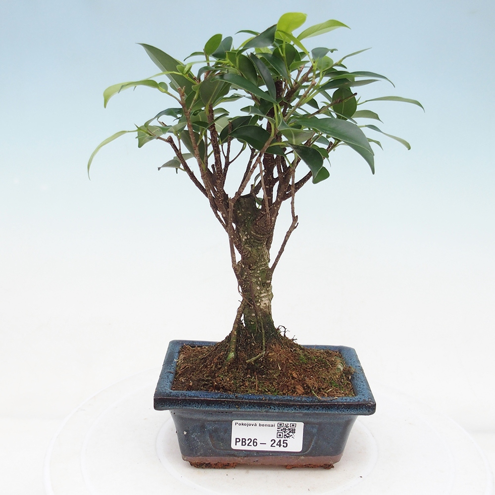 Zimmer Bonsai Ficus retusa kimmen