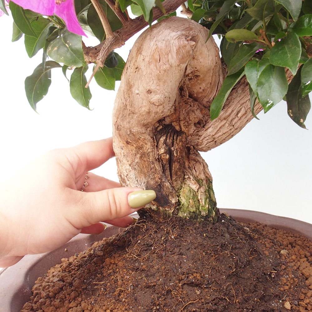 Indoor Bonsai - Bouganwilea