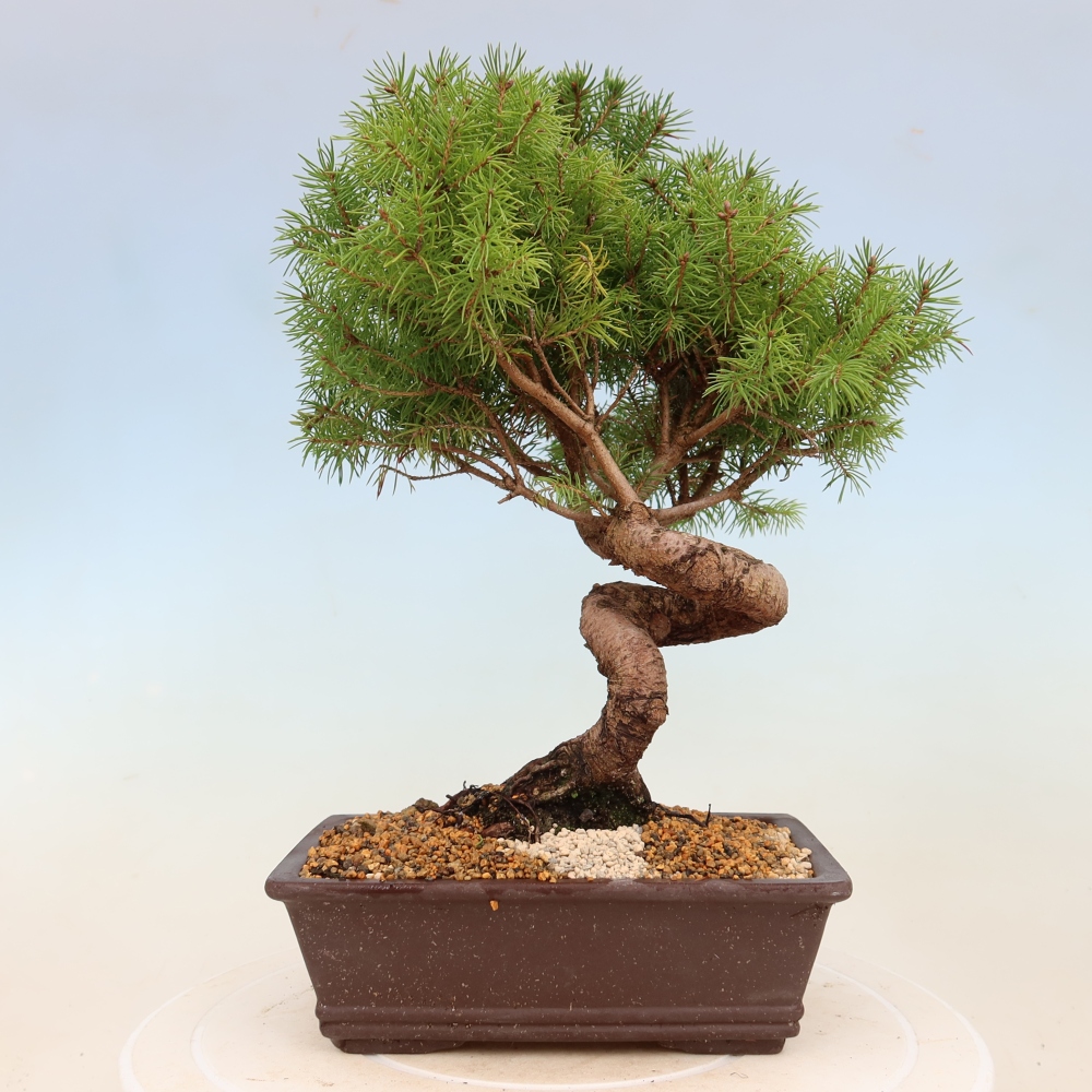 Bonsai für draußen - Fichte - Picea glauca globe
