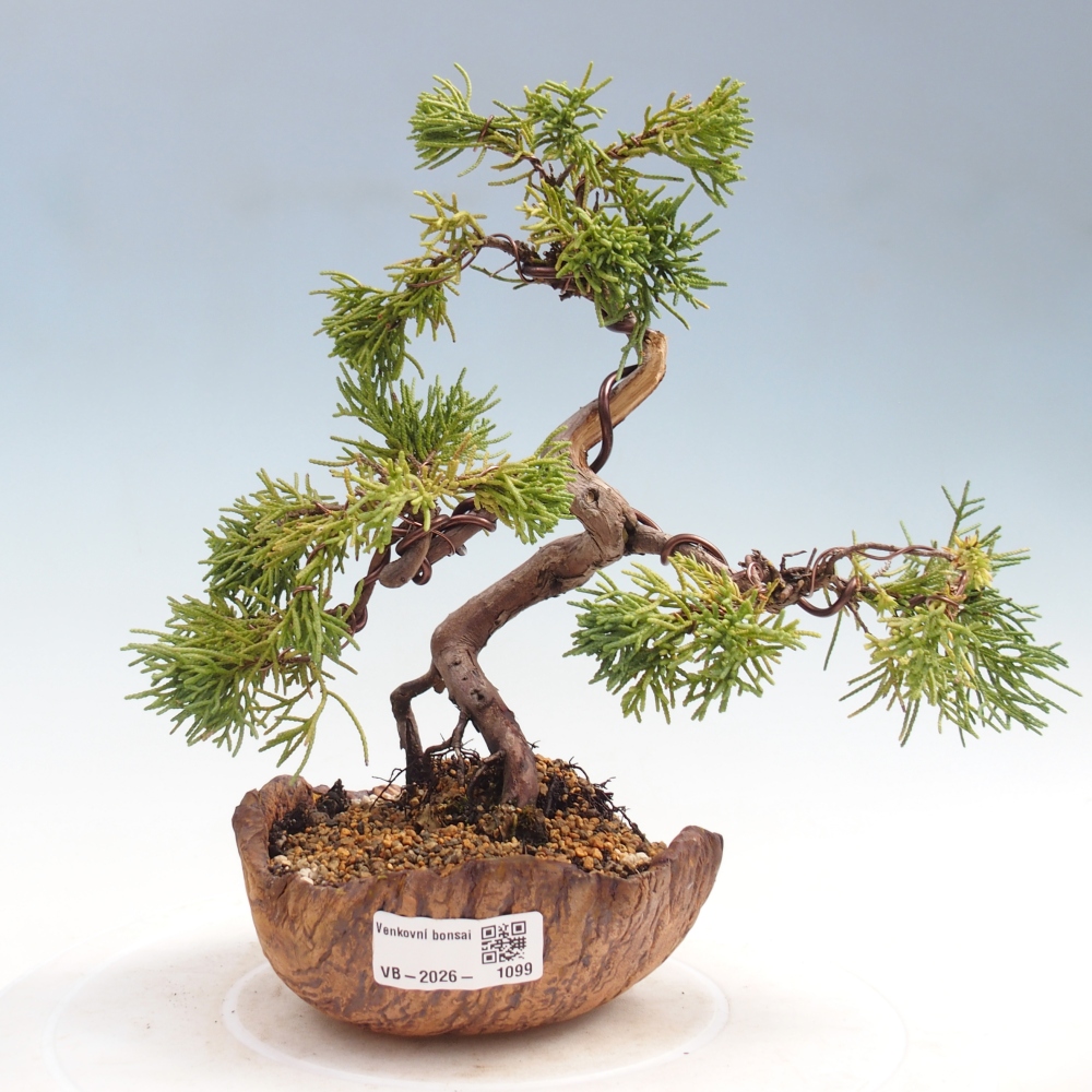 Bonsai für draußen - Juniperus chinensis Kishu