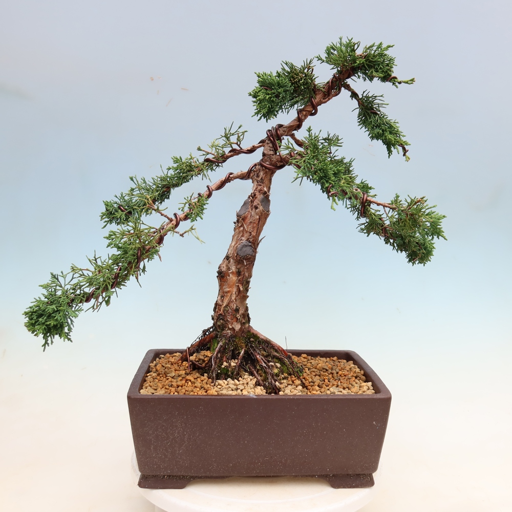 Bonsai für draußen - Juniperus chinensis Kishu