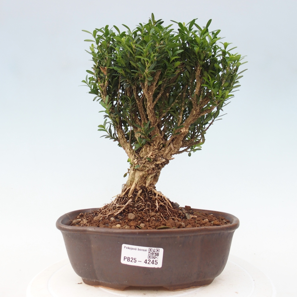 Zimmer Bonsai - Buxus harlandii - Korkbuxus
