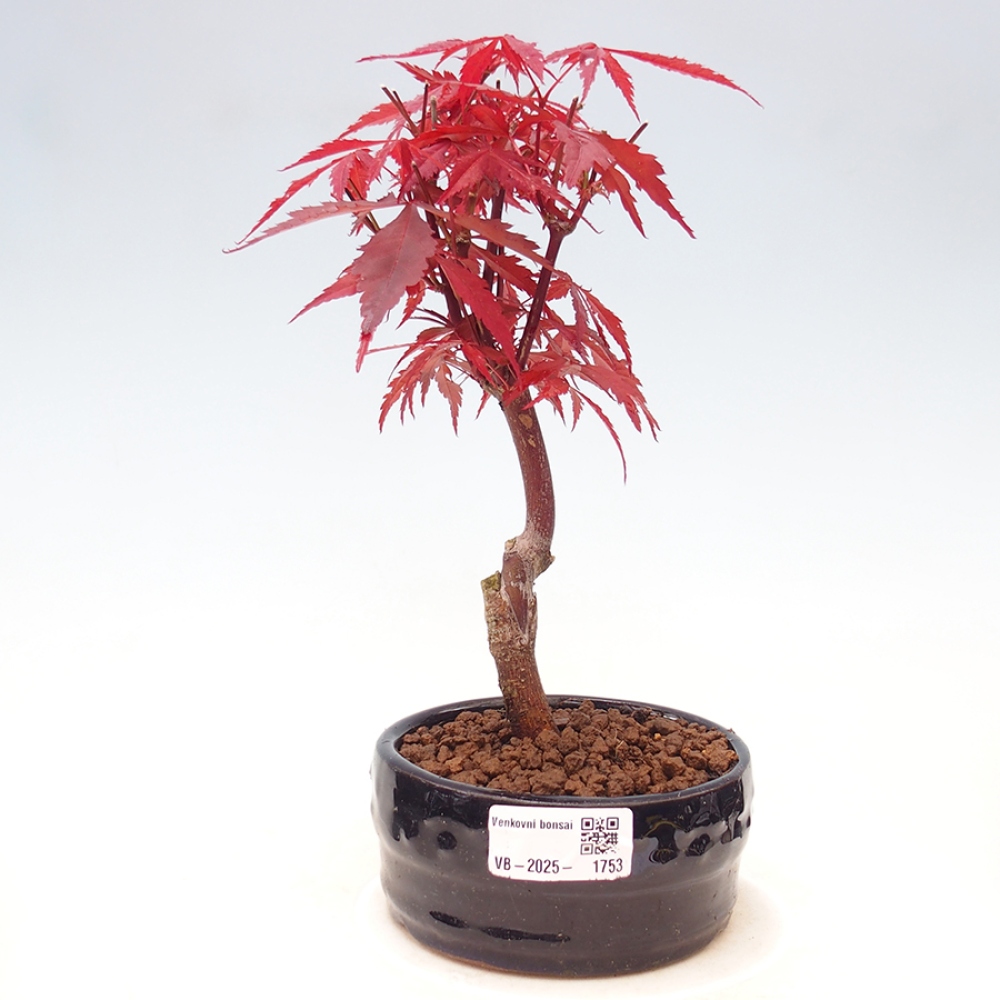 Bonsai im Freien - Acer-Palme. Atropurpureum-Palmenblatt-Ahorn