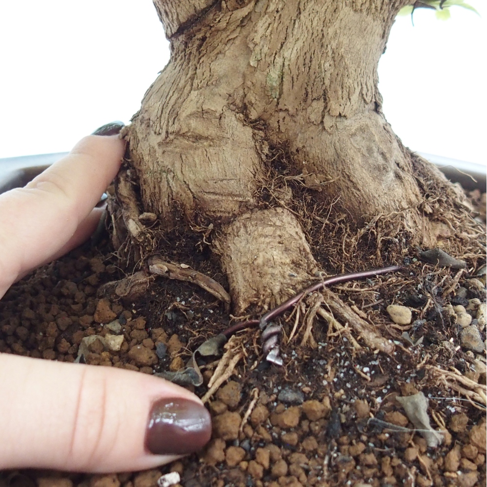 Zimmerbonsai - Duranta erecta Aurea - NUR PERSÖNLICHE ABHOLUNG oder Palettentransport