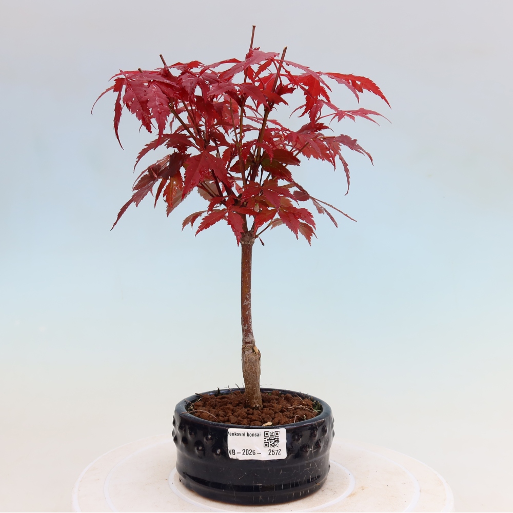 Bonsai für draußen - Acer-Palme. Atropurpureum-Javor palmate