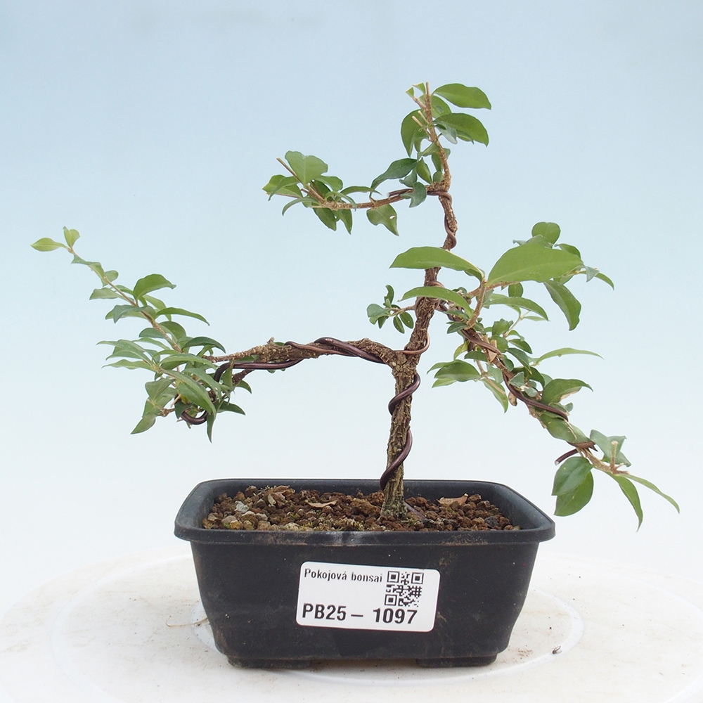 Zimmerbonsai - Malpighia coccigera - Barbdor-Kirsche