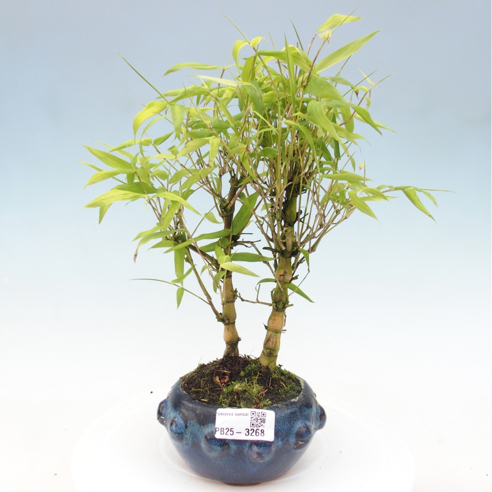 Zimmer Bonsai - Bambus budha-Bambus budha bauch