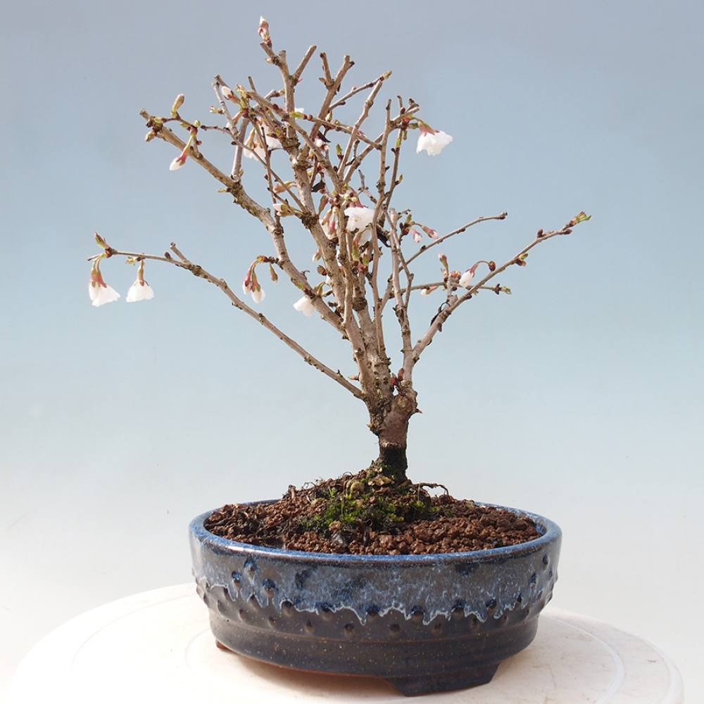 Bonsai im Freien - Prunus incisa Kojou-no mai-Pflaume geschnitten