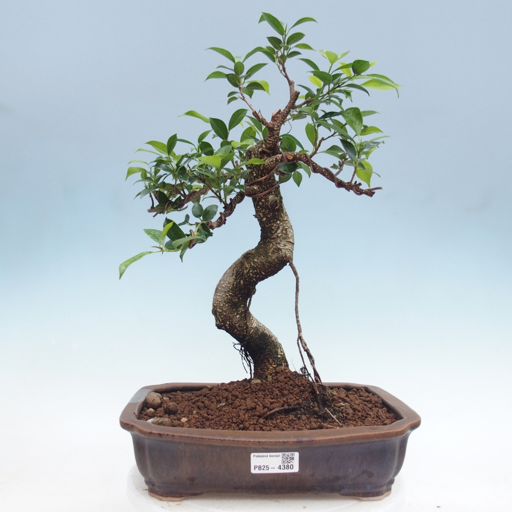 Zimmerbonsai - Ficus kimmen - Kleinblättriger Ficus