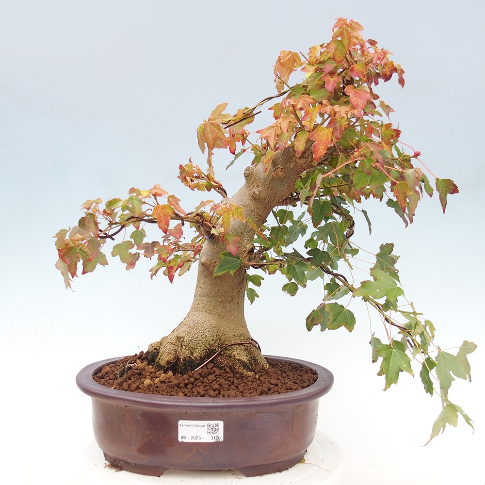 Bonsai im Freien - Ahorn Buergerianum - Burger Maple