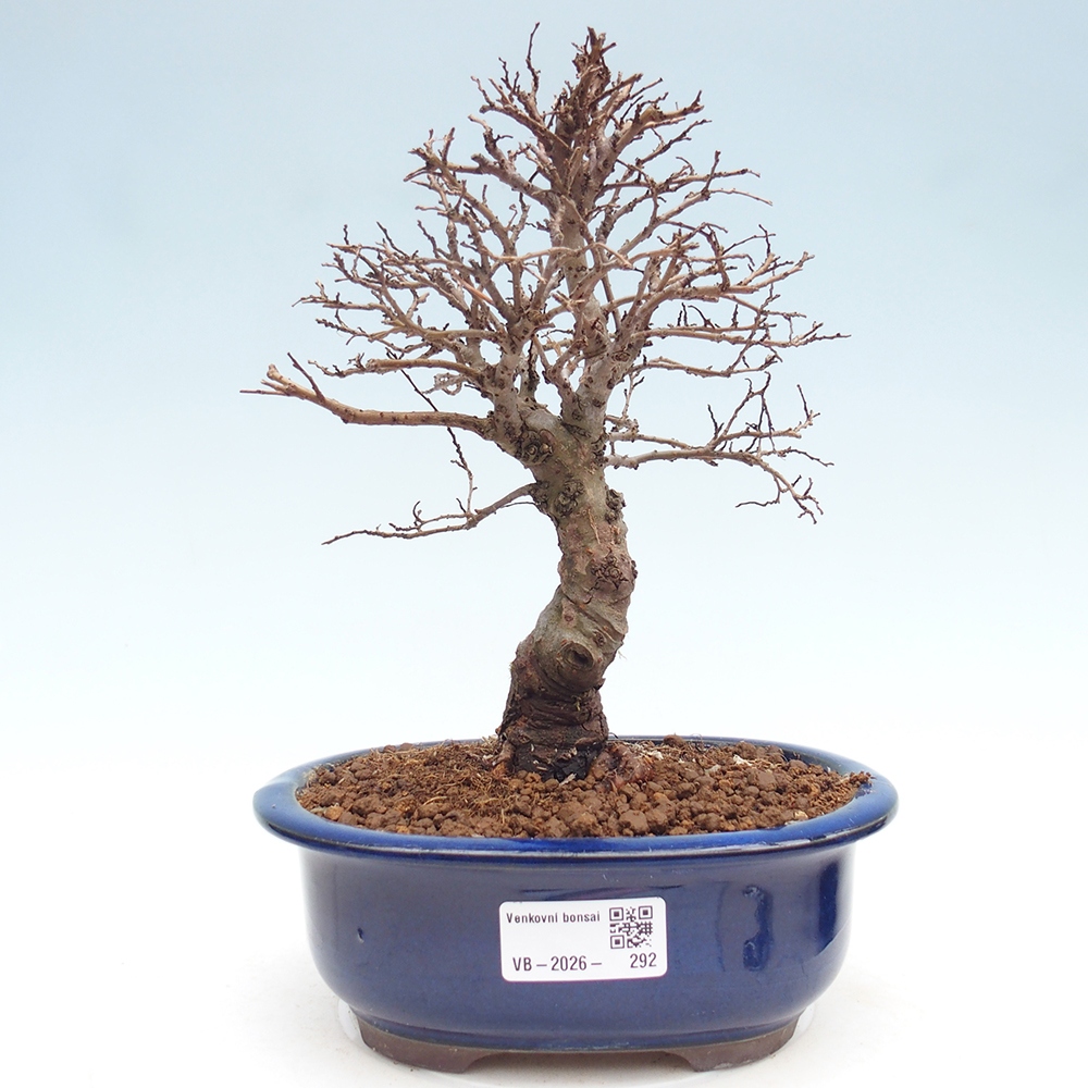 Bonsai für draußen - Zelkova - Zelkova NIRE