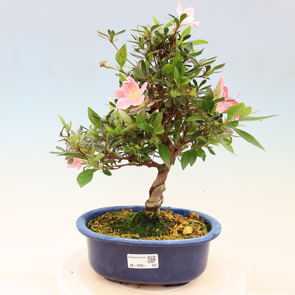 Bonsai für draußen - Japanische Azalee - Azalee Senhime
