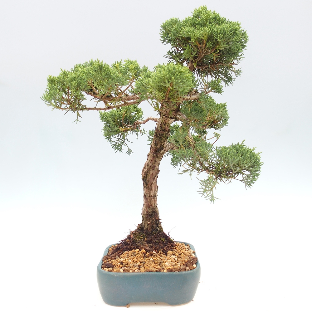 Bonsai im Freien - Juniperus chinensis  - Chinesischer wacholder