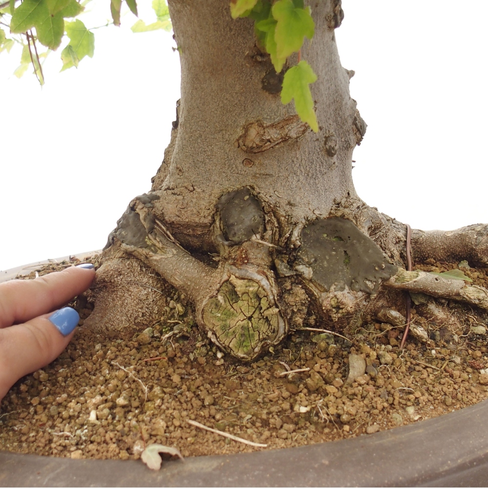 Bonsai im Freien - Ahorn Buergerianum - Burger Maple