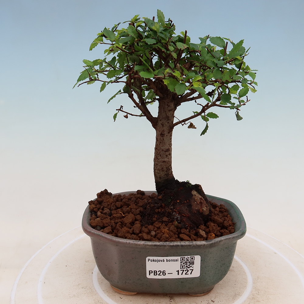 Zimmerbonsai - Ulmus parvifolia - Kleinblättrige Ulme