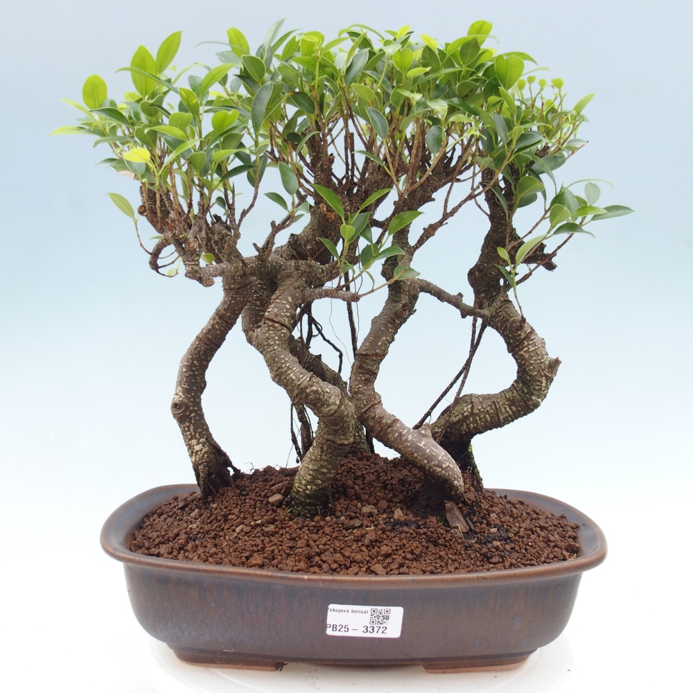Zimmerbonsai - Ficus kimmen - Kleinblättriger Ficus