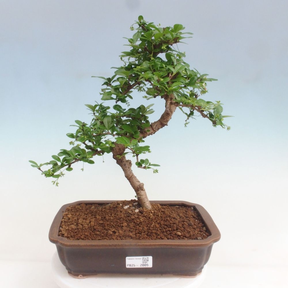 Zimmer Bonsai - Carmona macrophylla - Tea Fuki