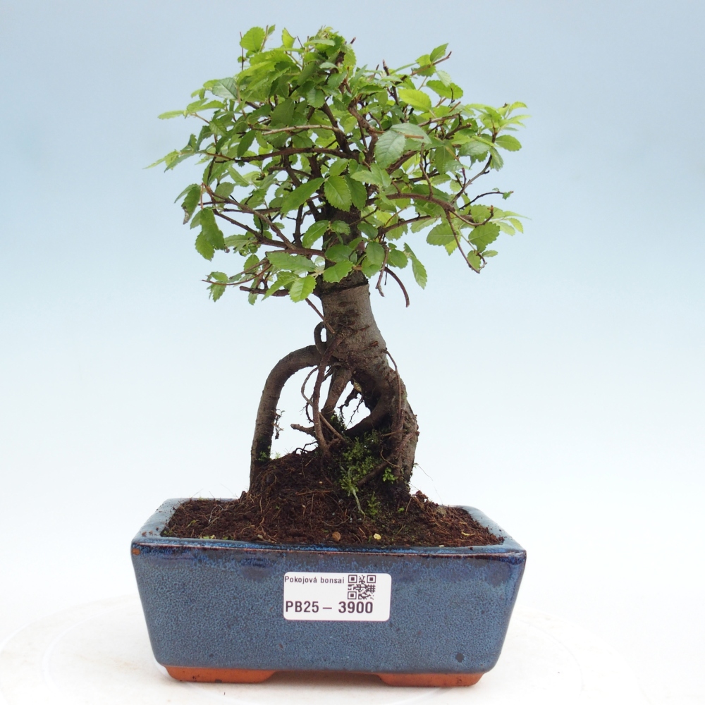 Zimmerbonsai - Ulmus parvifolia - Kleinblättrige Ulme