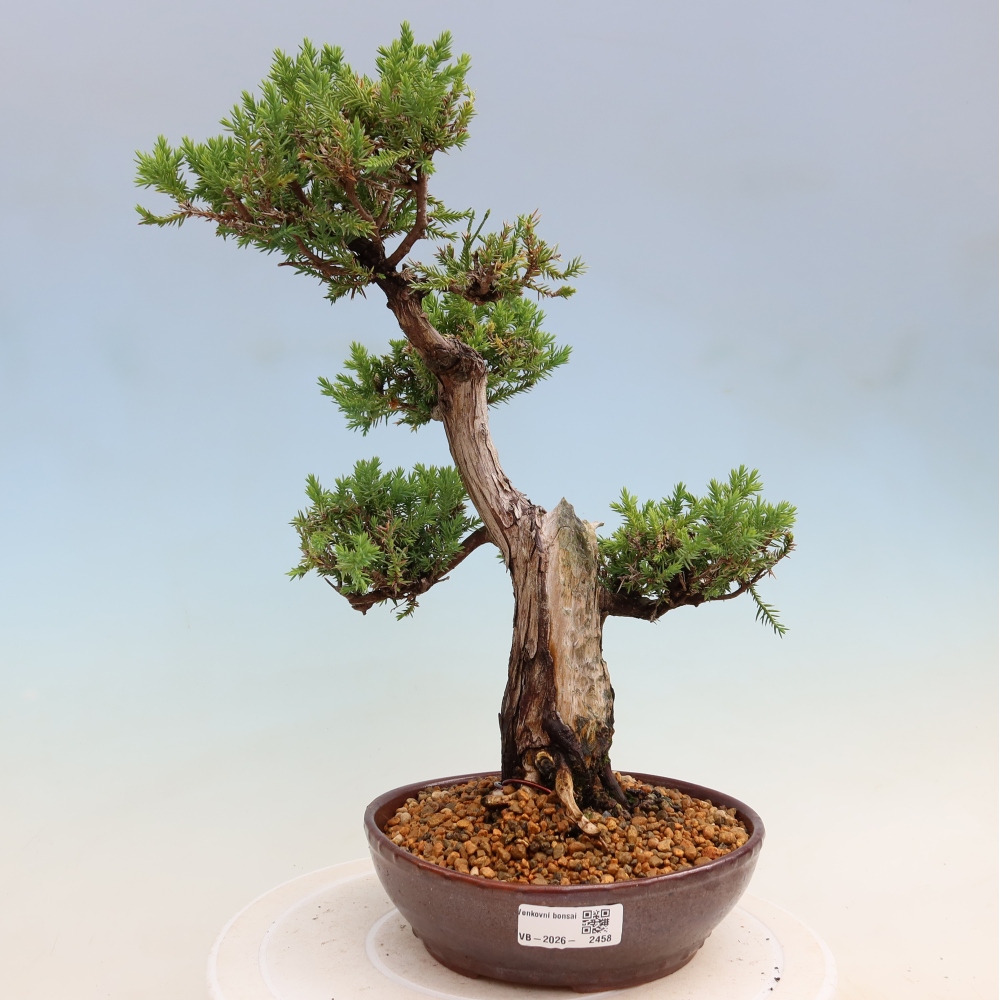 Bonsai für den Außenbereich – Juniperus squamata – Schuppiger Wacholder