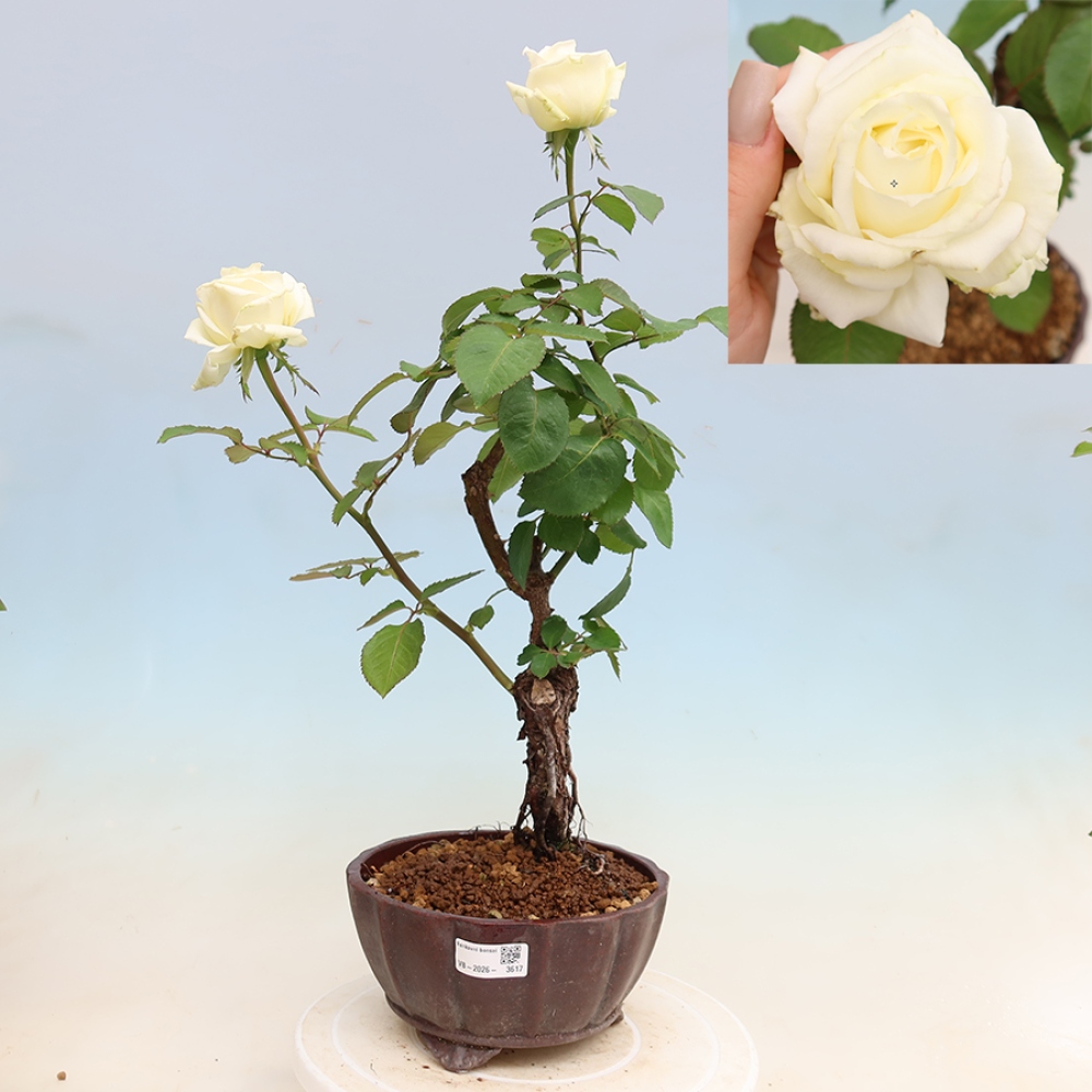 Bonsai für draußen - Rosa Kordes - Rose