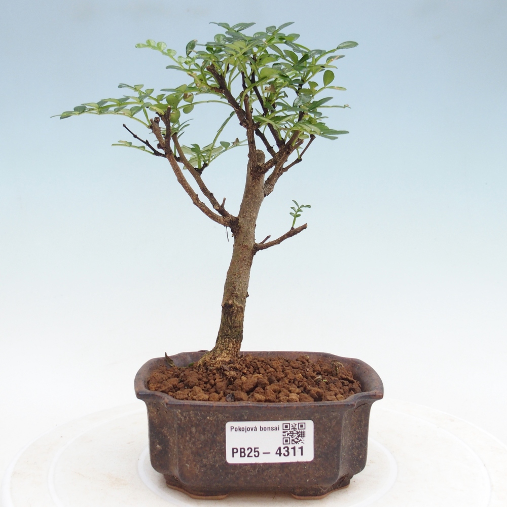 Zimmer Bonsai - Zantoxylum piperitum - Pfefferbaum