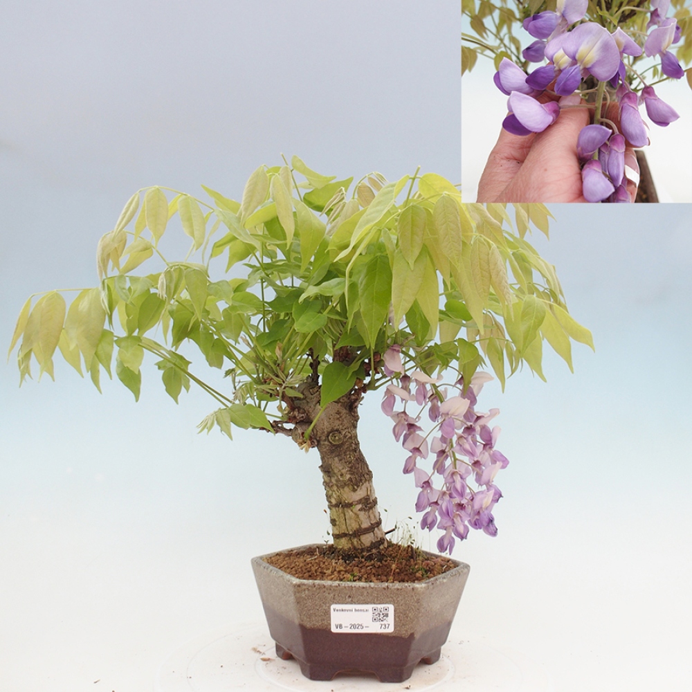 Bonsai im Freien - Wisteria floribunda - Wisteria floribunda