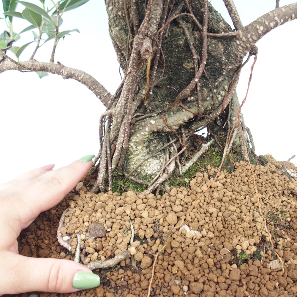 Zimmerbonsai - Ficus kimmen - kleinblättriger Ficus - NUR PERSÖNLICHE ABHOLUNG oder Palettentransport